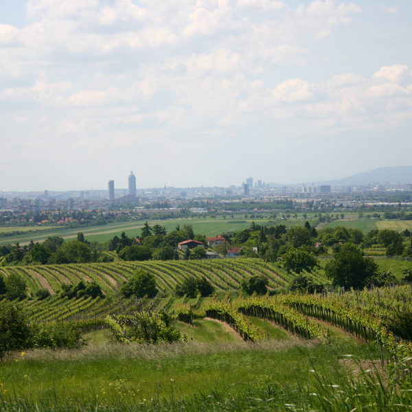Unsere Weingärten in Wien