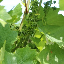 Shortly, our Chardonnay will be in flower!